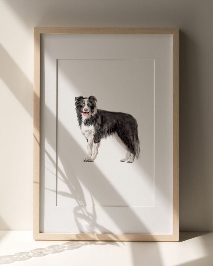 Ilustración artística de perro border collie pintado en acuarela sobre fondo neutro enmarcada en marco de madera natural