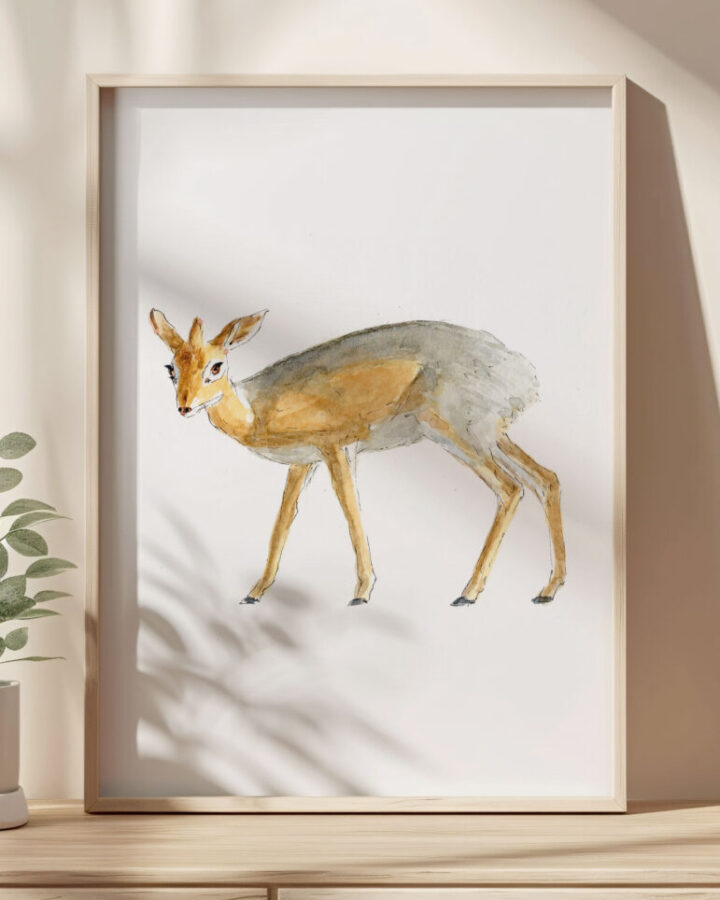 DIK-DIK