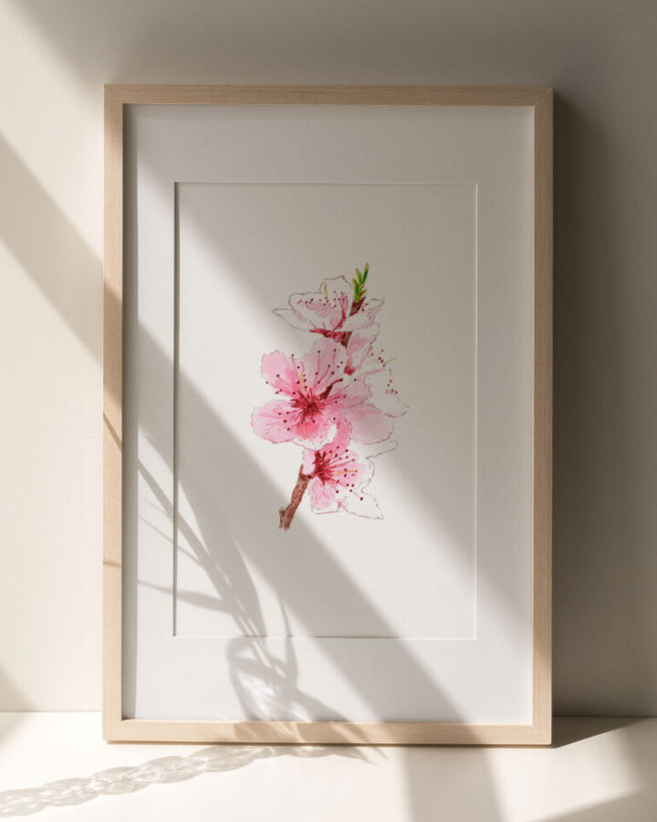 Ilustración de rama de flor de cerezo con pétalos rosados pintada en acuarela a mano enmarcada como lámina botánica decorativa