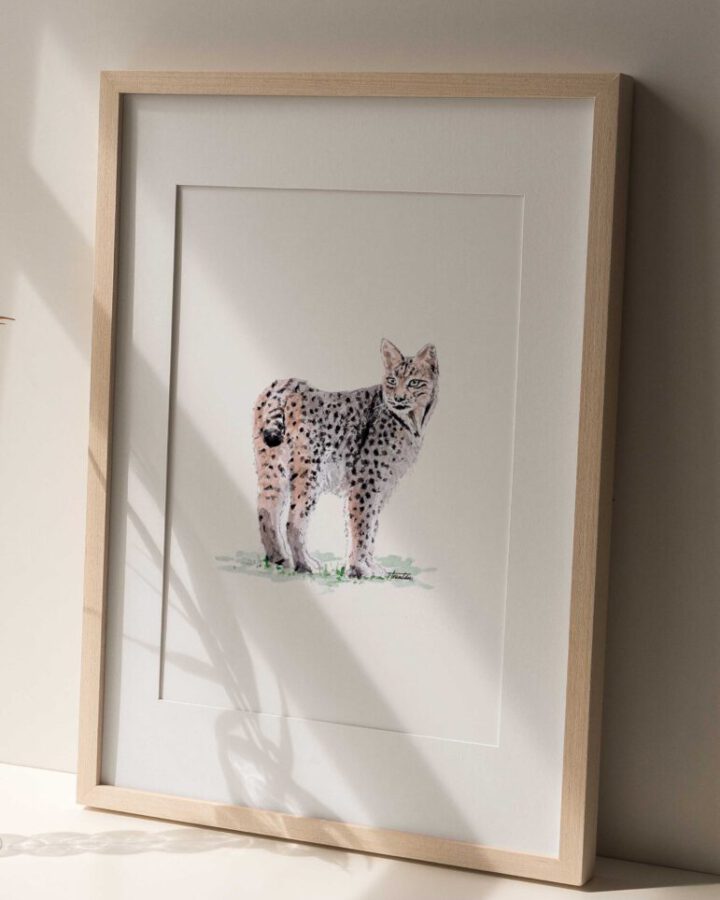 Lámina enmarcada con ilustración naturalista de un lince ibérico pintado a mano en acuarela con pelaje moteado
