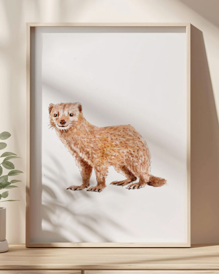 Lámina enmarcada con ilustración naturalista de una mangosta pintada a mano en acuarela con tonos ocres y dorados
