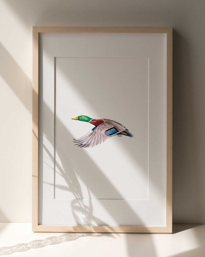 Lámina enmarcada con ilustración de un pato real volando pintado a mano en acuarela con plumaje colorido sobre papel premium