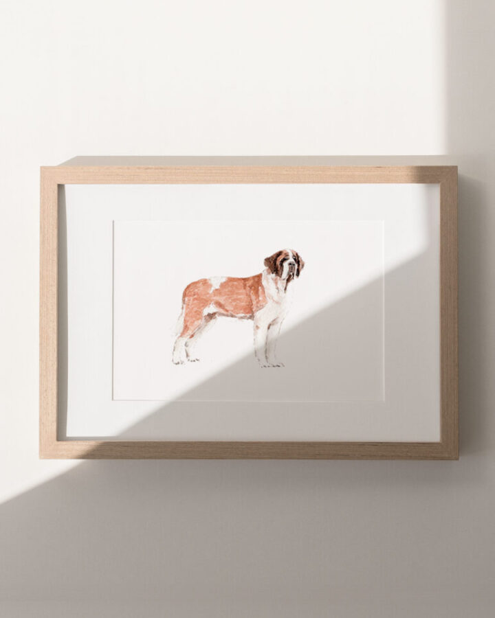 Lámina enmarcada con ilustración de un perro san bernardo pintado a mano en acuarela con tonos cálidos naturales