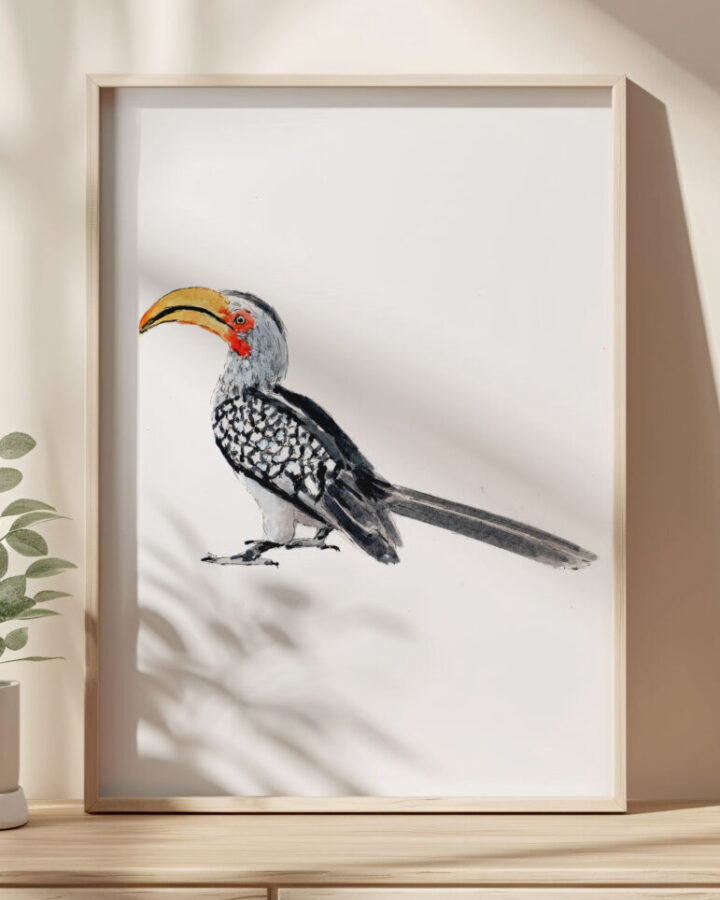 Lámina enmarcada con ilustración naturalista de un toco piquirrojo pintado a mano en acuarela sobre papel premium