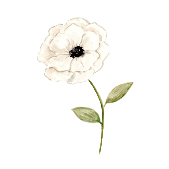 Ilustración en acuarela de anémona blanca con centro negro y pétalos delicados acompañada de hojas verdes, icono de la colección Anémonas