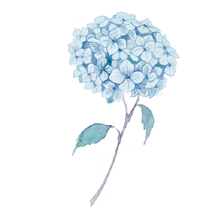 Ilustración en acuarela de una hortensia azul con pétalos en tonos celestes e índigo y hojas verdes, icono de la colección Hortensias