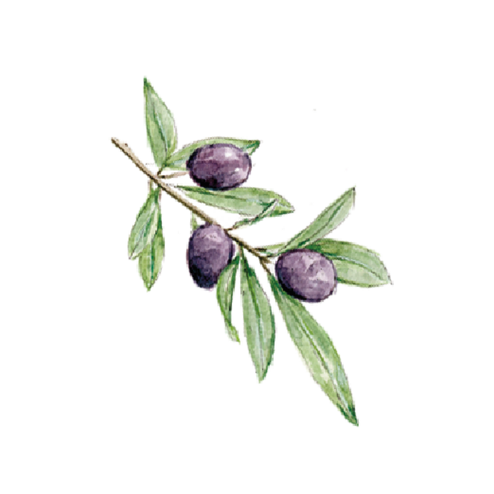 Ilustración en acuarela de una rama de olivo con aceitunas maduras oscuras y hojas verdes, icono decorativo de la colección Olivo